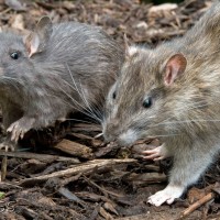 Norway Rat (right) compared to Black Rat (left)